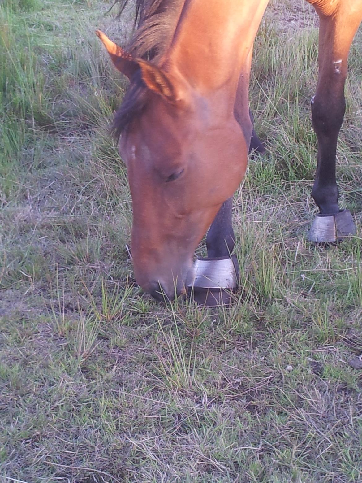 Dansk Varmblod Star billede 18