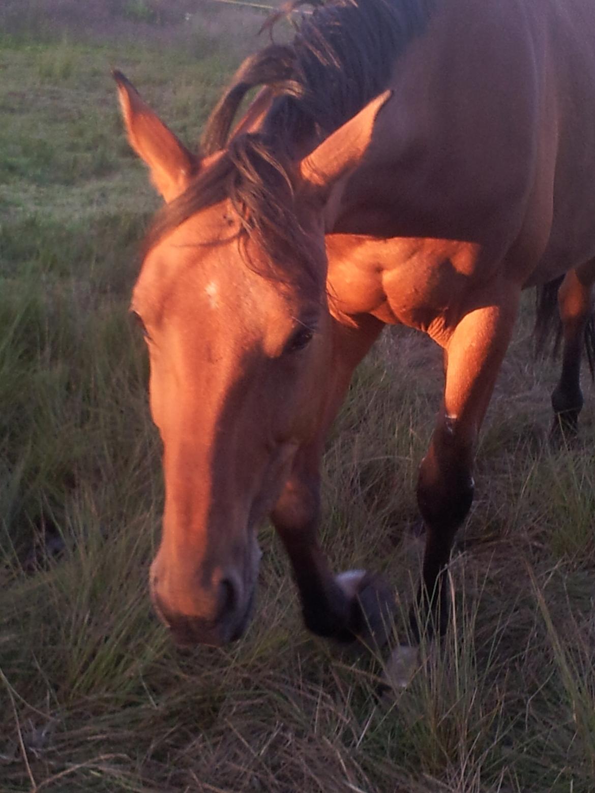 Dansk Varmblod Star billede 1