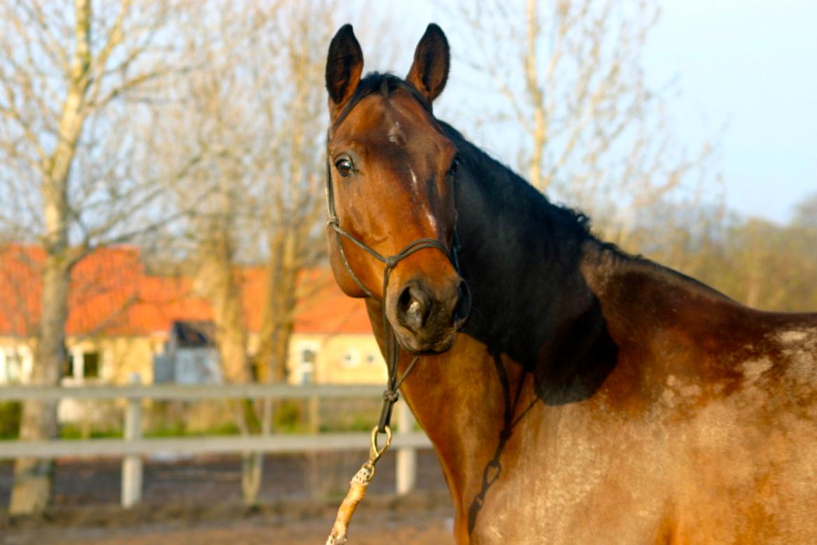 Holstener Østergård Avanti - 4) Jeg finder aldrig en hest, som der kommer til at betyde lige så meget for mig som du gjorde! du har gjord noget særligt! <3 billede 17