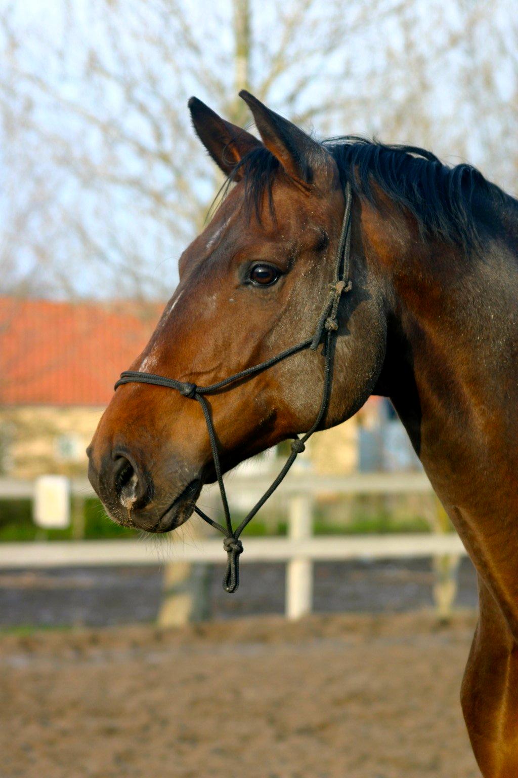 Holstener Østergård Avanti - En hest der aldrig vil blive glemt. Som altid har et plads i mit hjerte og som altid vil blive gemt langt inde!  billede 1