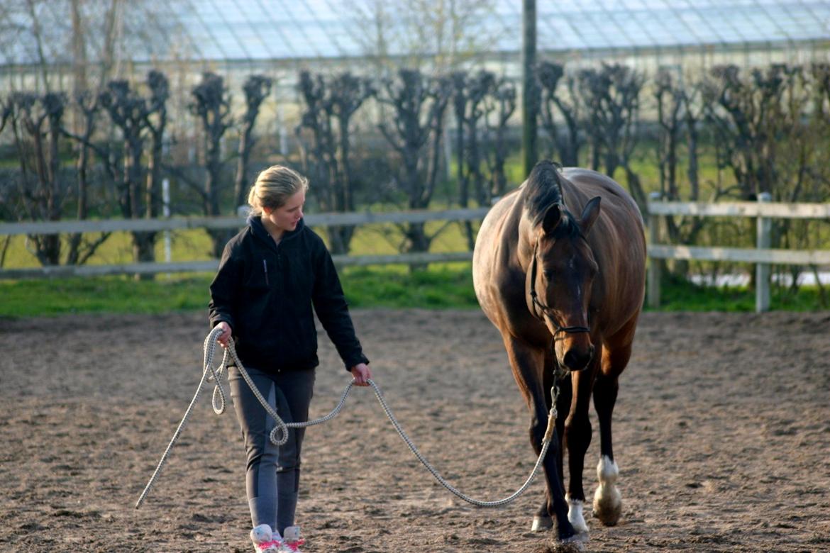 Holstener Østergård Avanti - vi har et venskab for liv´ ikke mor? ´ jeg sover ved din side, all day long "
Avanti du gik ved min side indtil du ikke kunne mere! billede 8