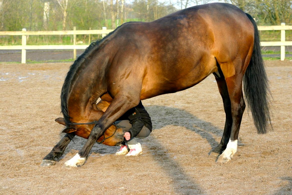 Holstener Østergård Avanti - 10) Avanti du var en hest som aldrig ville gøre nogen fortræd! Det var så dejligt at se du hyggede dig, den sidste dag! og at du stadig kunne huske alle de ting som vi har lavet sammen! billede 15