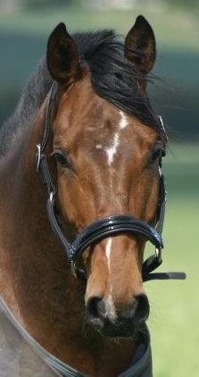 Dansk Varmblod Lipas Rocazino billede 1