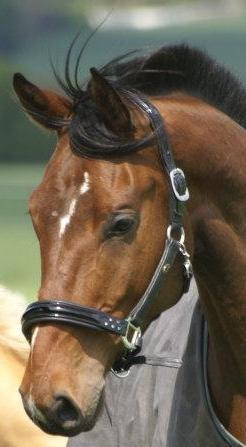 Dansk Varmblod Lipas Rocazino billede 2