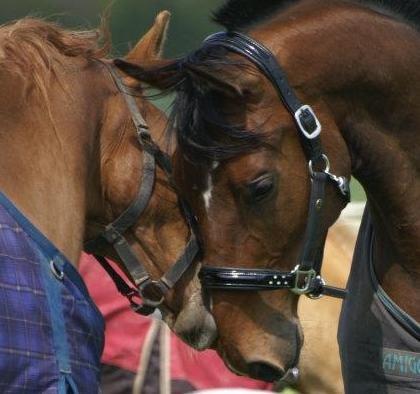 Dansk Varmblod Lipas Rocazino billede 3