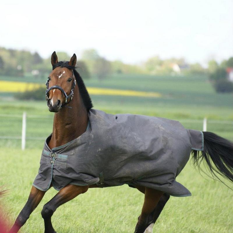 Dansk Varmblod Lipas Rocazino billede 4