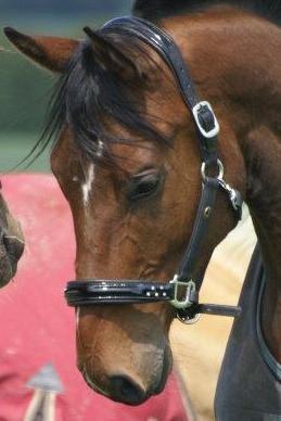 Dansk Varmblod Lipas Rocazino billede 5