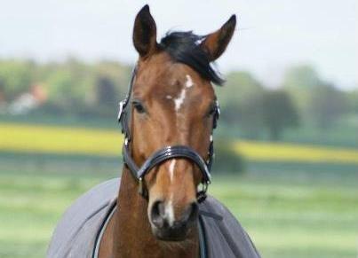 Dansk Varmblod Lipas Rocazino billede 6