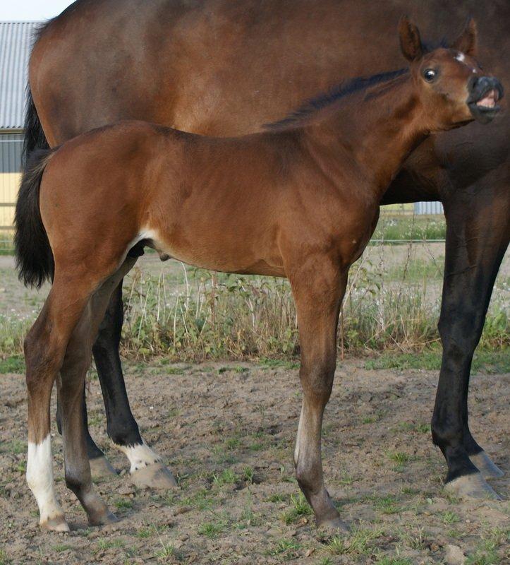 Dansk Varmblod Lipas Rocazino billede 7