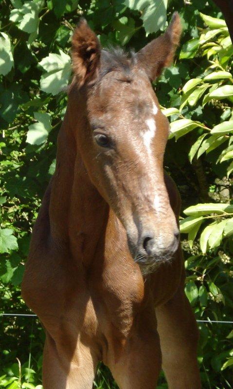 Dansk Varmblod Lipas Rocazino billede 8