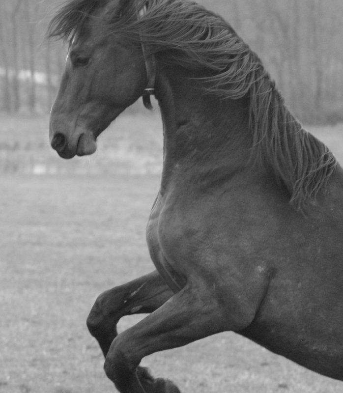 Dansk Varmblod Lipas Rocazino - UNTAMED!!!! billede 9