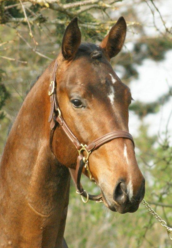 Dansk Varmblod Lipas Rocazino billede 10