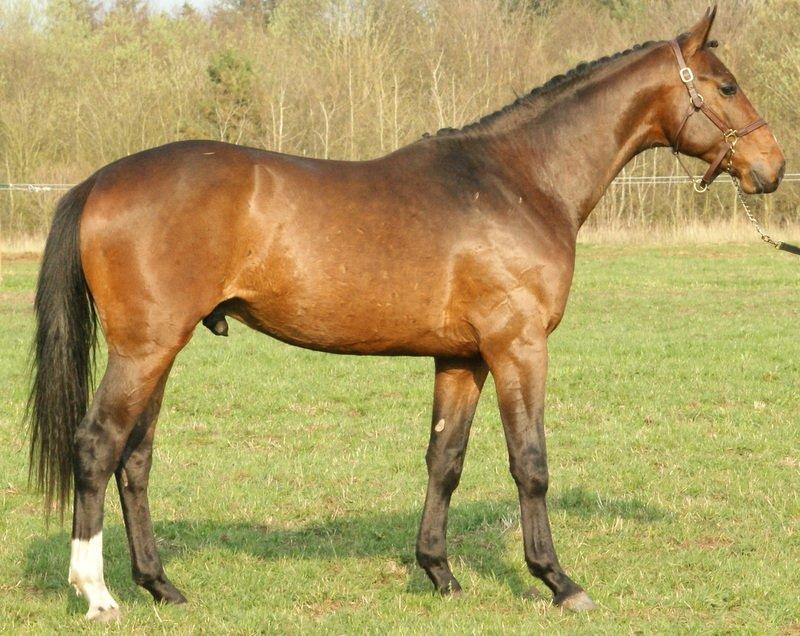 Dansk Varmblod Lipas Rocazino billede 11