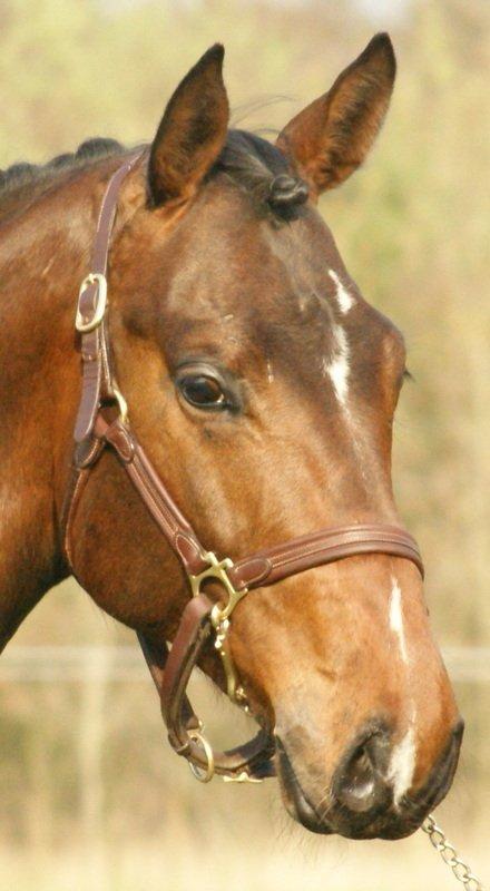 Dansk Varmblod Lipas Rocazino billede 12