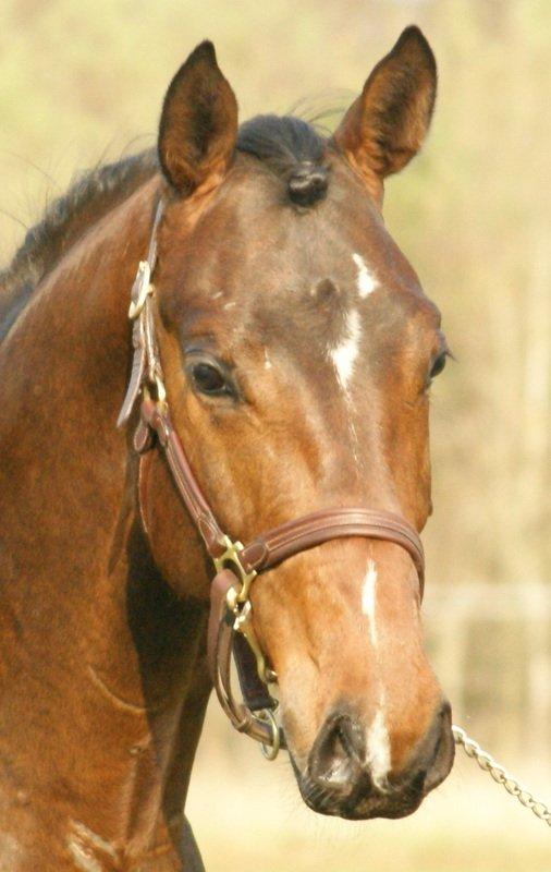 Dansk Varmblod Lipas Rocazino billede 13