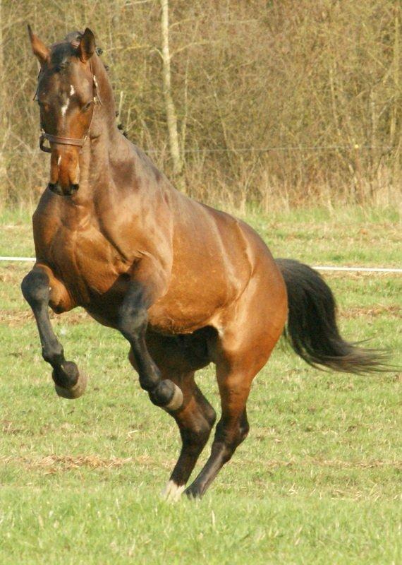 Dansk Varmblod Lipas Rocazino billede 14