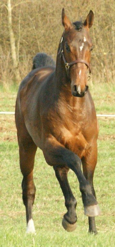 Dansk Varmblod Lipas Rocazino billede 15