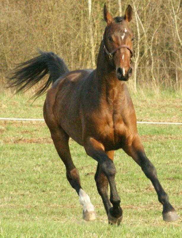 Dansk Varmblod Lipas Rocazino billede 16