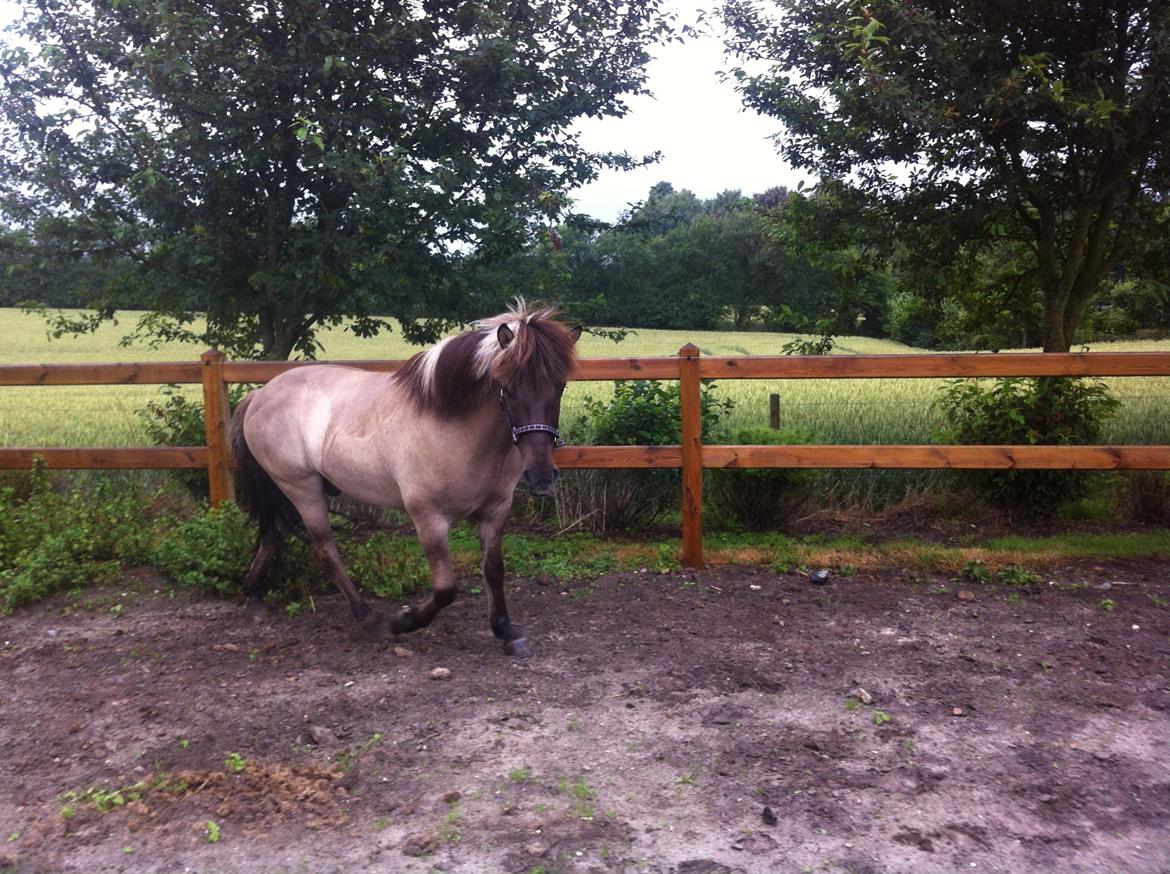 Islænder Fönix fra Tykhøjet billede 6