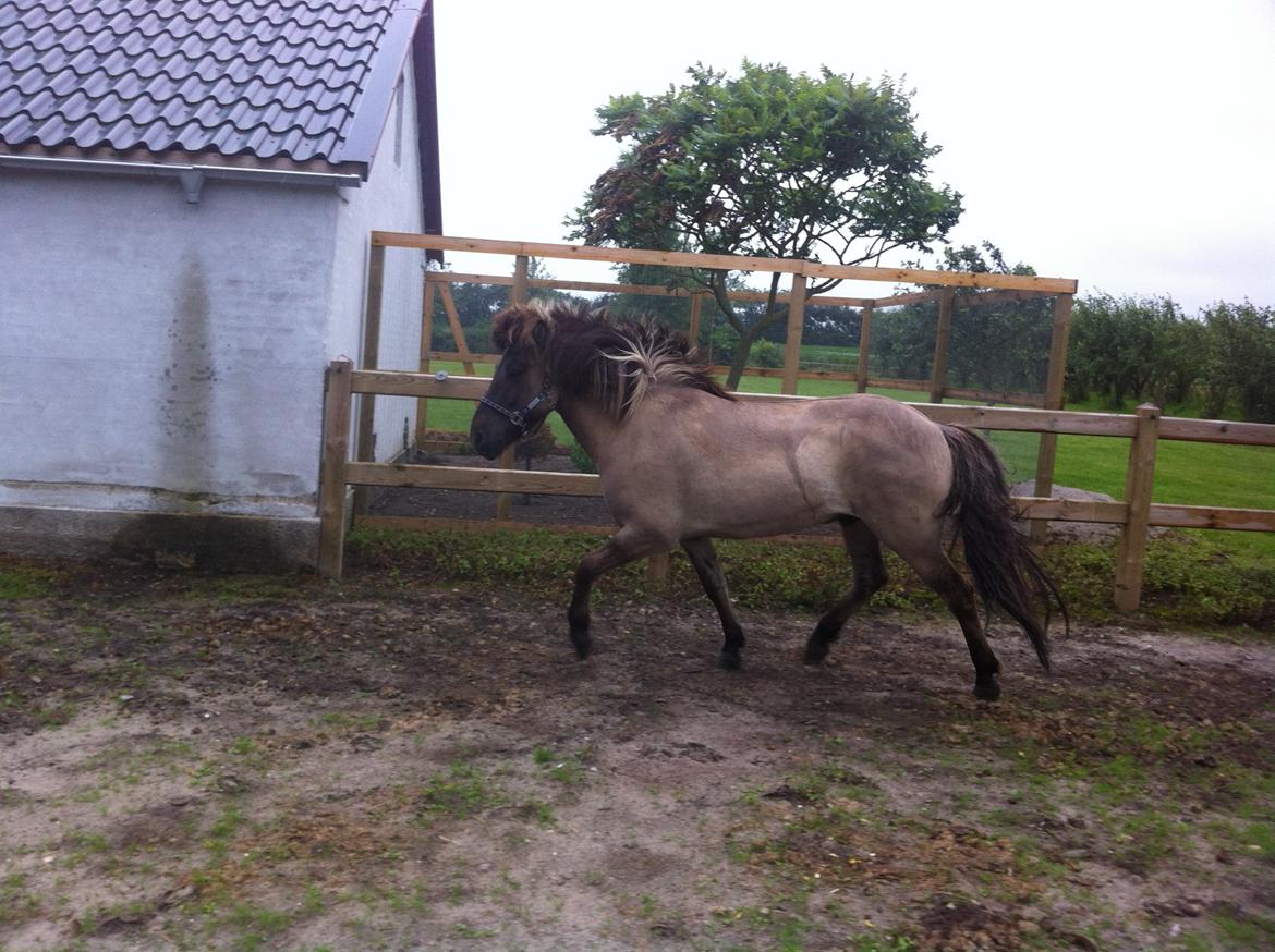 Islænder Fönix fra Tykhøjet - Lidt leg på banen på en ellers kedelig grå regnvejrsdag billede 7