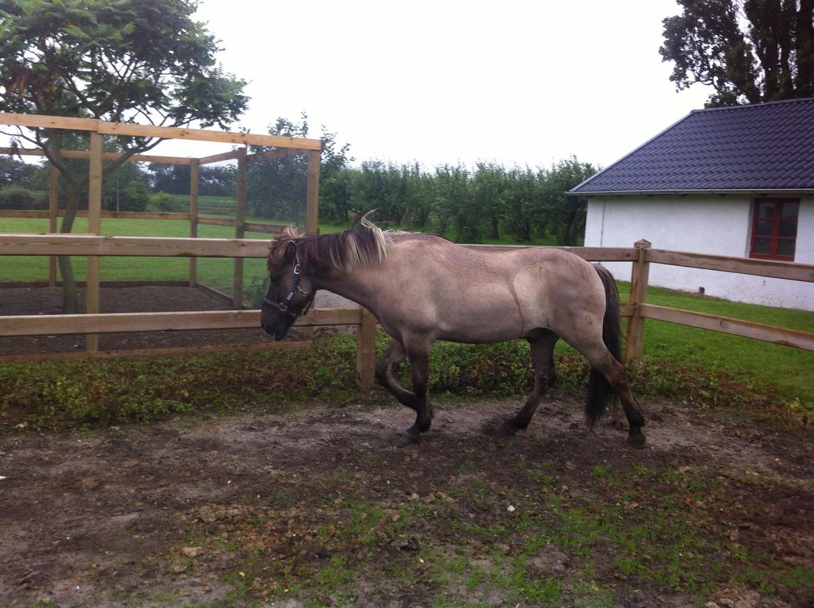 Islænder Fönix fra Tykhøjet billede 8