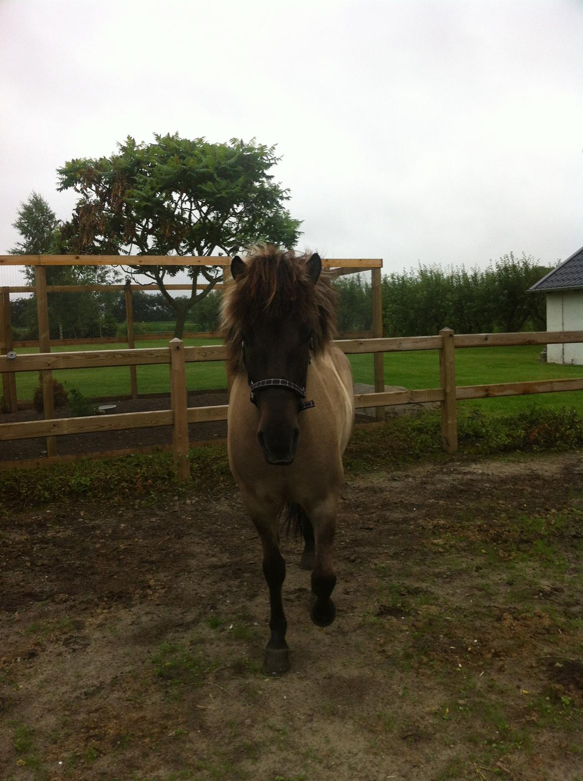 Islænder Fönix fra Tykhøjet billede 9