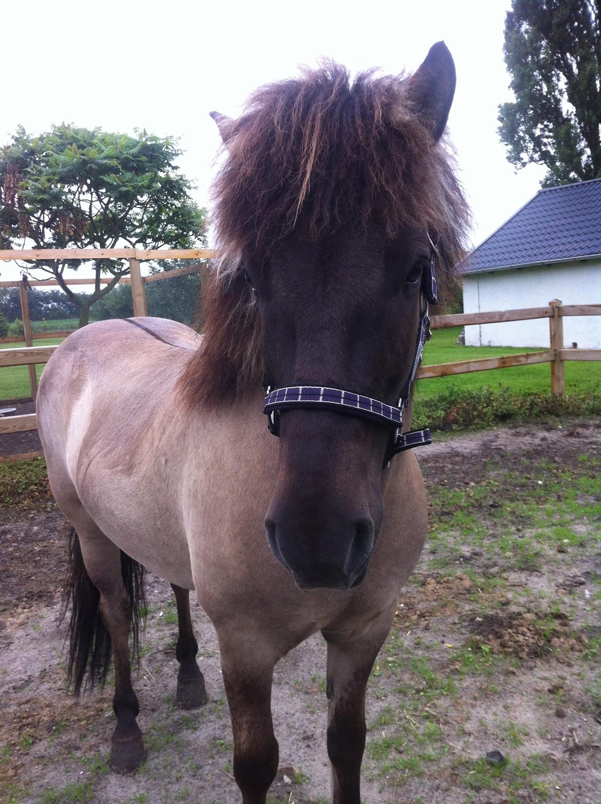 Islænder Fönix fra Tykhøjet - Fönix med hans flotte nye grime på :-) billede 10