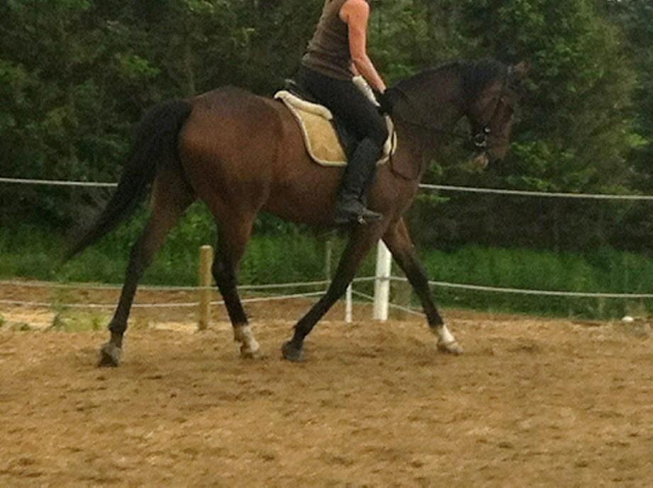 Fuldblod (XX) Pistoleiro - Første gang jeg red ham - jeg var solgt pga. hans følsomme sind :) billede 13