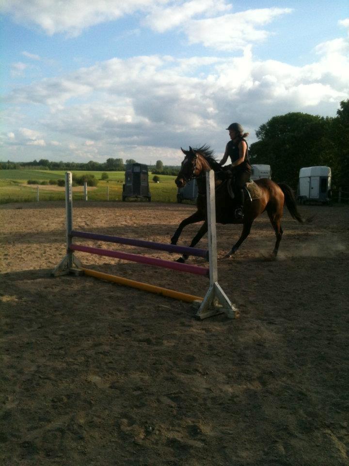 Fuldblod (XX) Pistoleiro - Vores første gang på springbanen :) billede 19