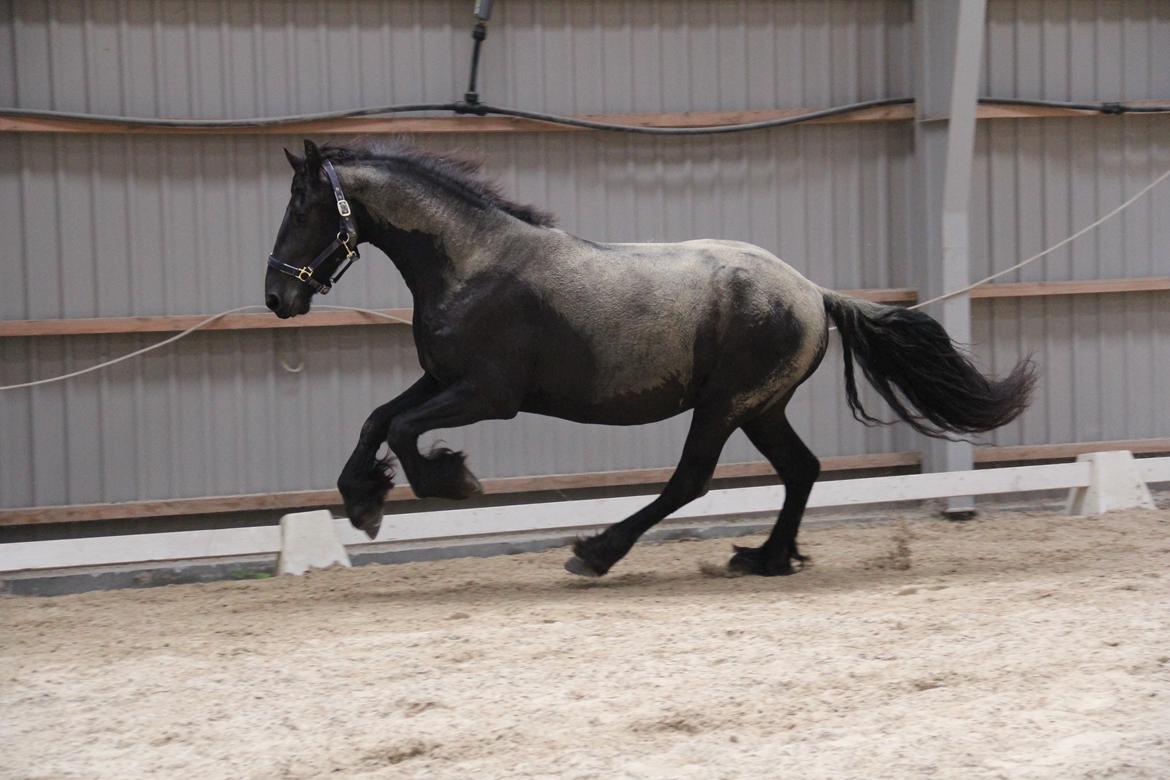 Frieser Barik *solgt* billede 8