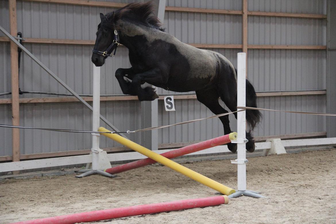 Frieser Barik *solgt* billede 10