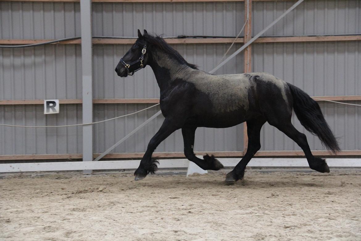 Frieser Barik *solgt* billede 11