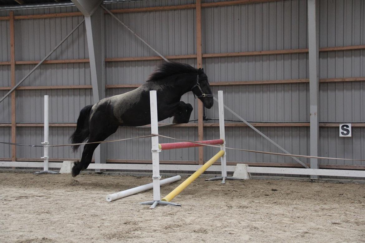 Frieser Barik *solgt* billede 12