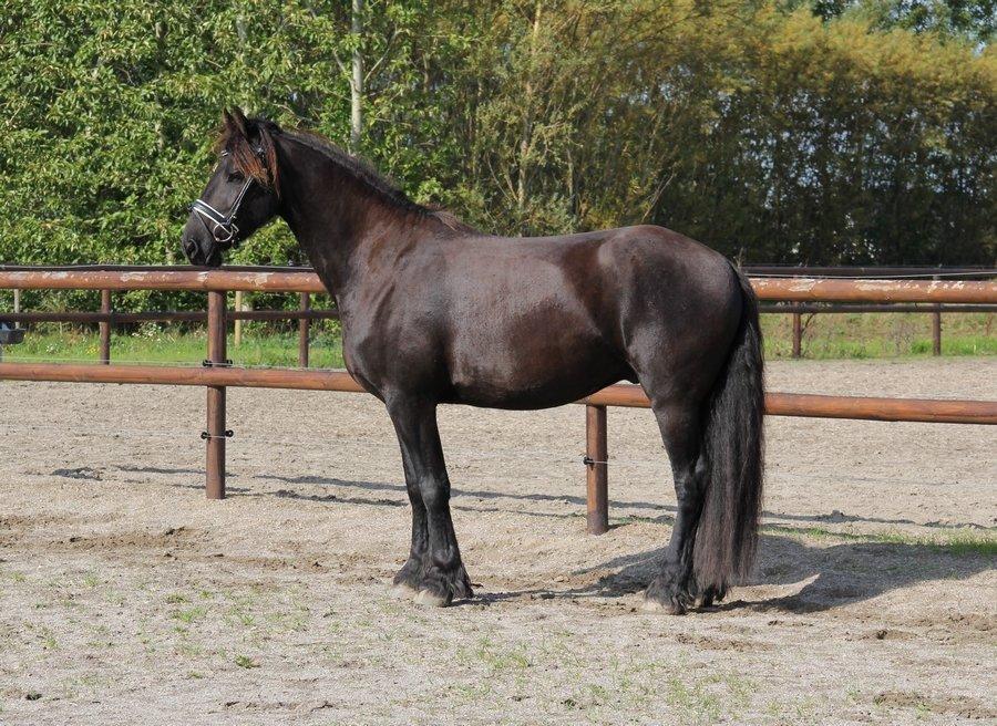 Frieser Barik *solgt* billede 13