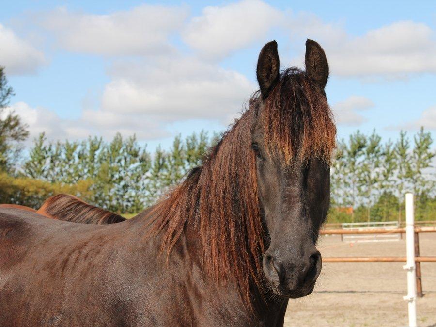 Frieser Barik *solgt* billede 14