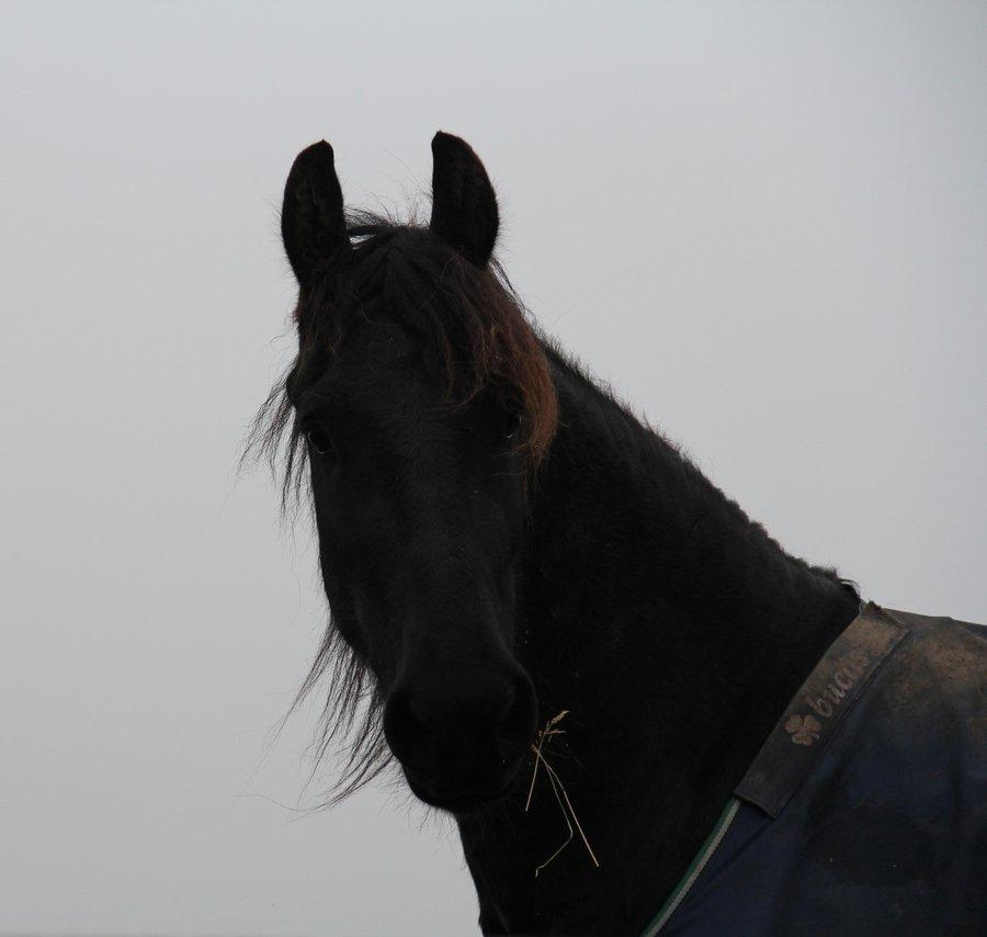 Frieser Barik *solgt* billede 7