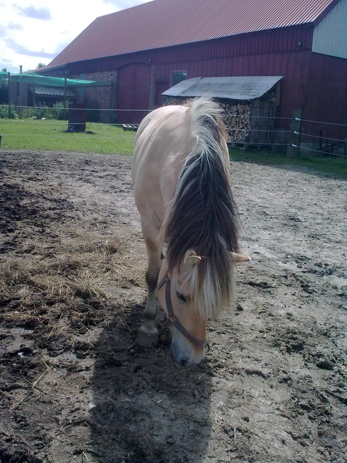 Fjordhest Ronja billede 7