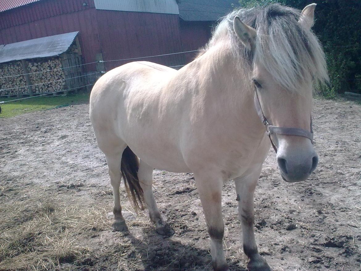 Fjordhest Ronja billede 6