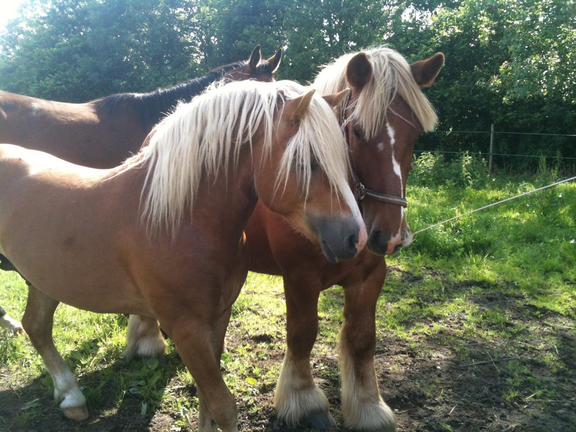 Haflinger Alladin - Sommer 2012 billede 18