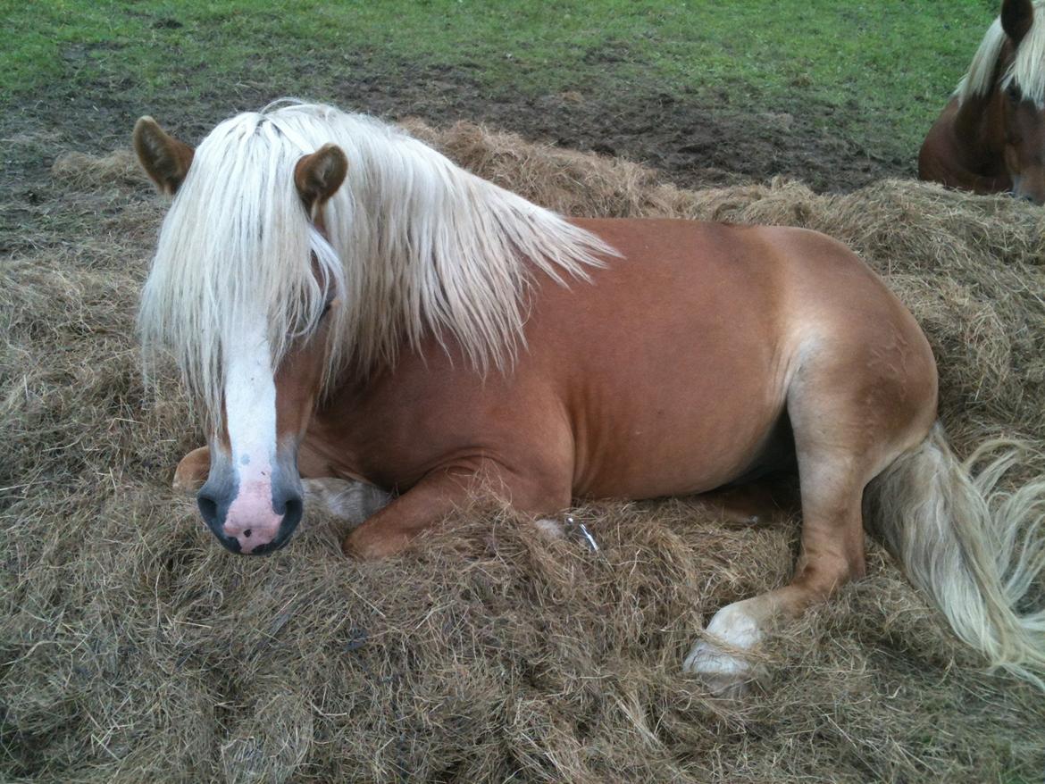 Haflinger Alladin - Sommer 2012 billede 19