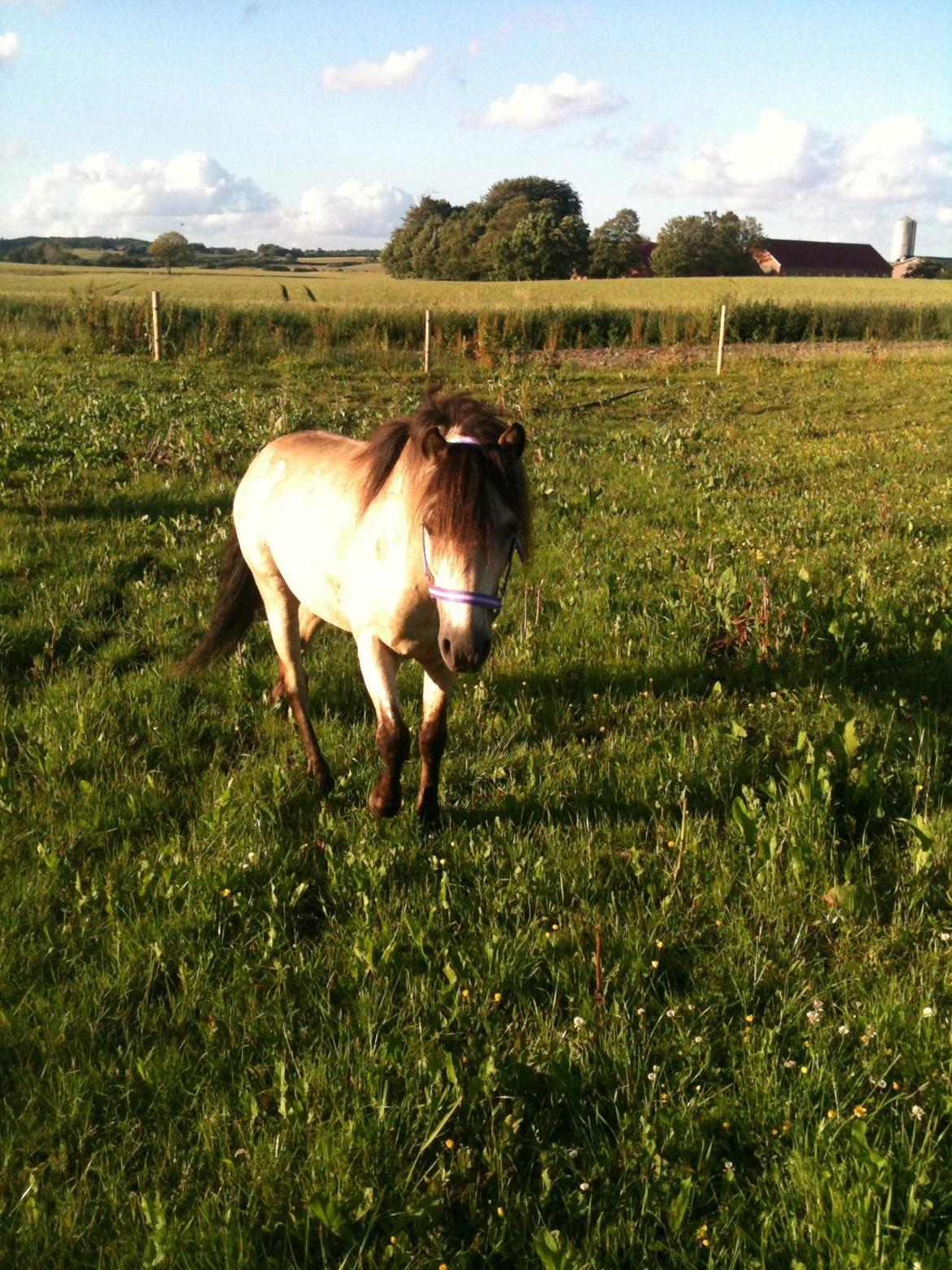 Gotlandsruss Så Tuff JSA 666 billede 4