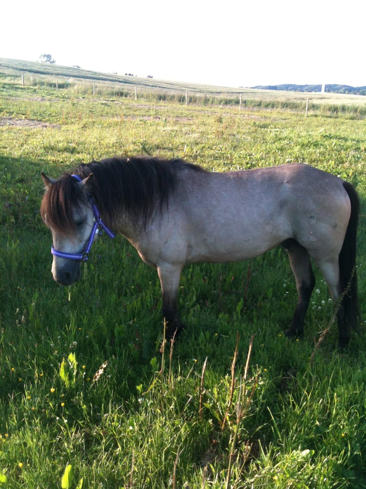 Gotlandsruss Så Tuff JSA 666 billede 5