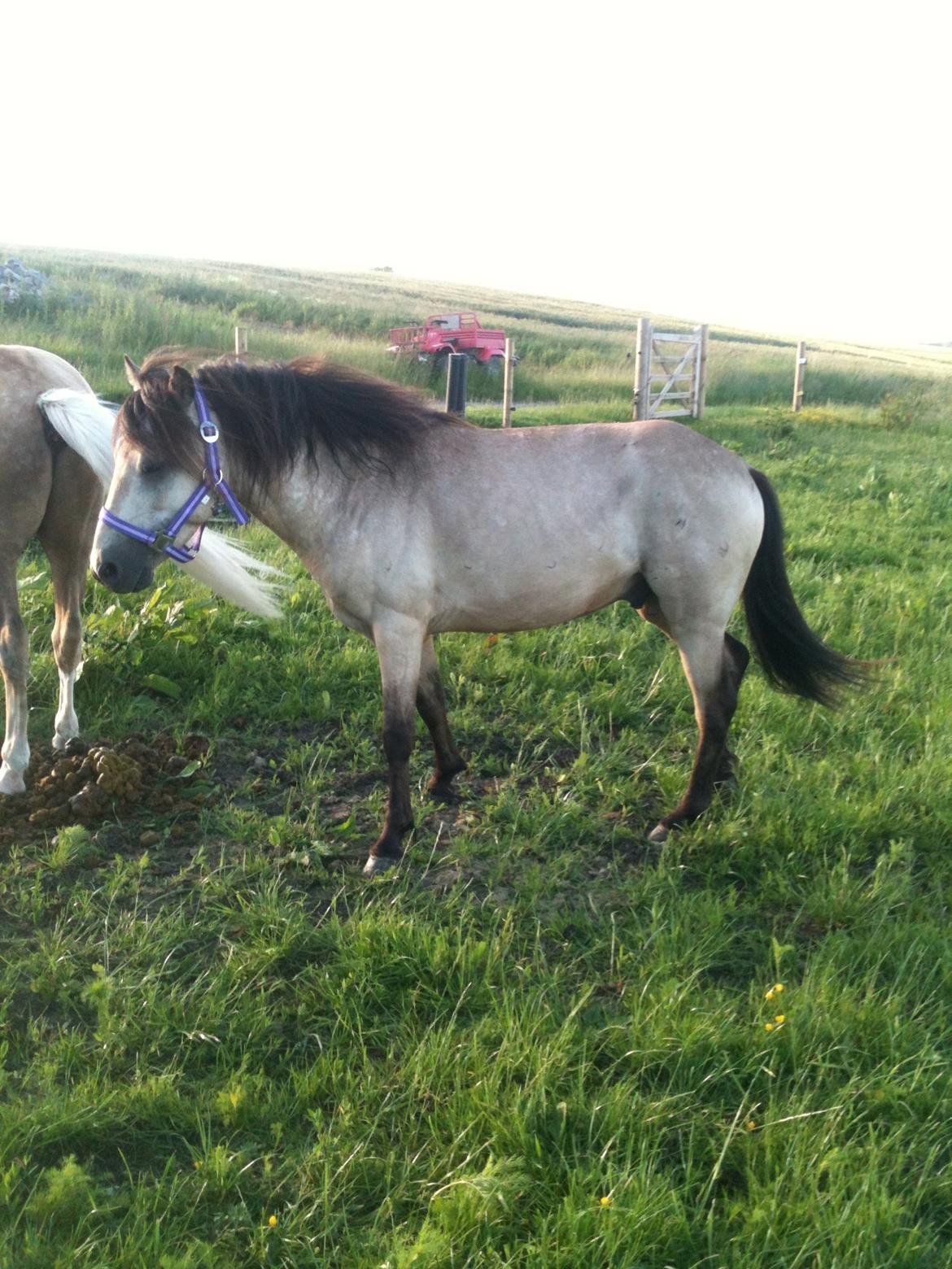 Gotlandsruss Så Tuff JSA 666 billede 6