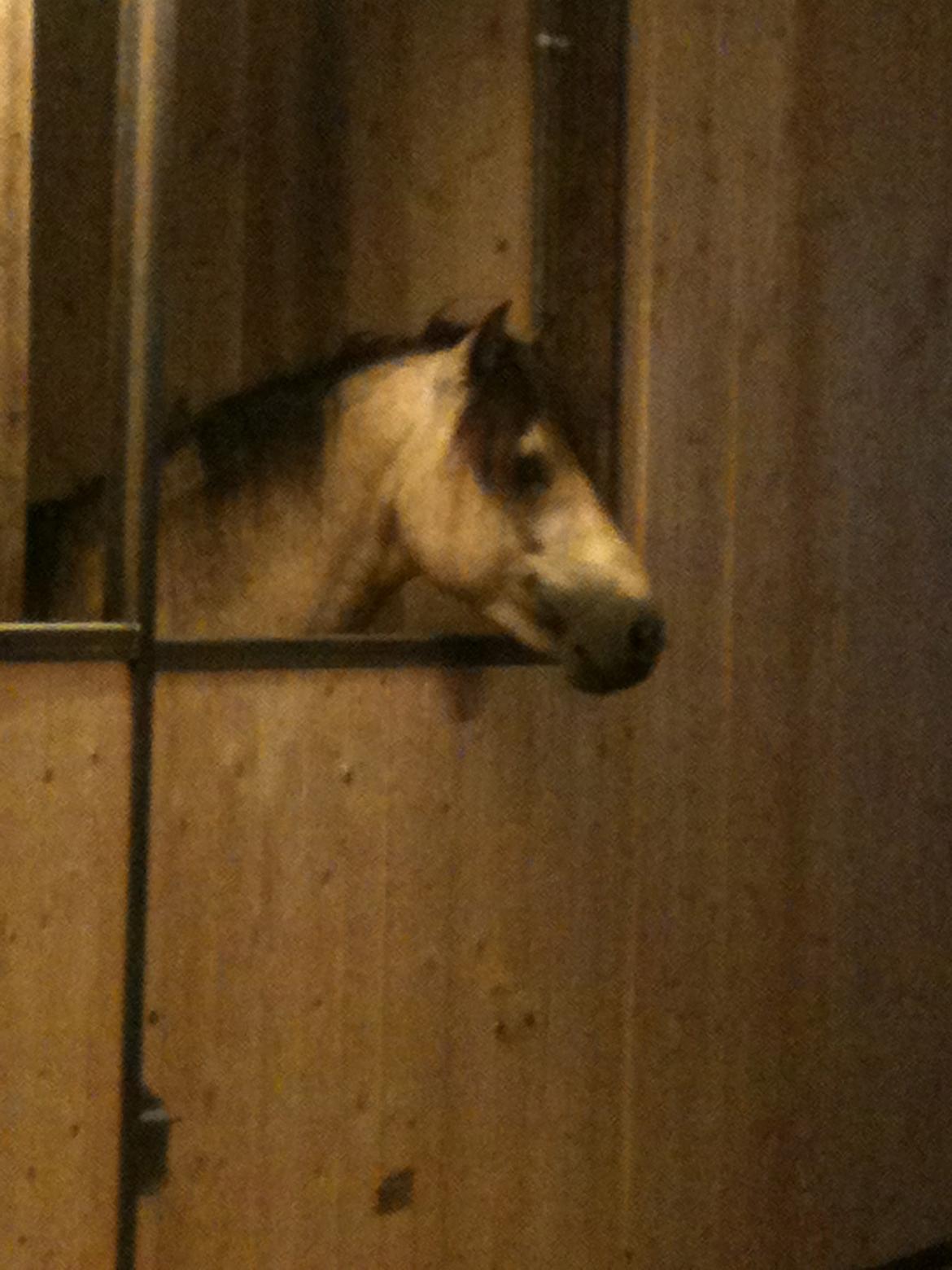 Gotlandsruss Så Tuff JSA 666 billede 7