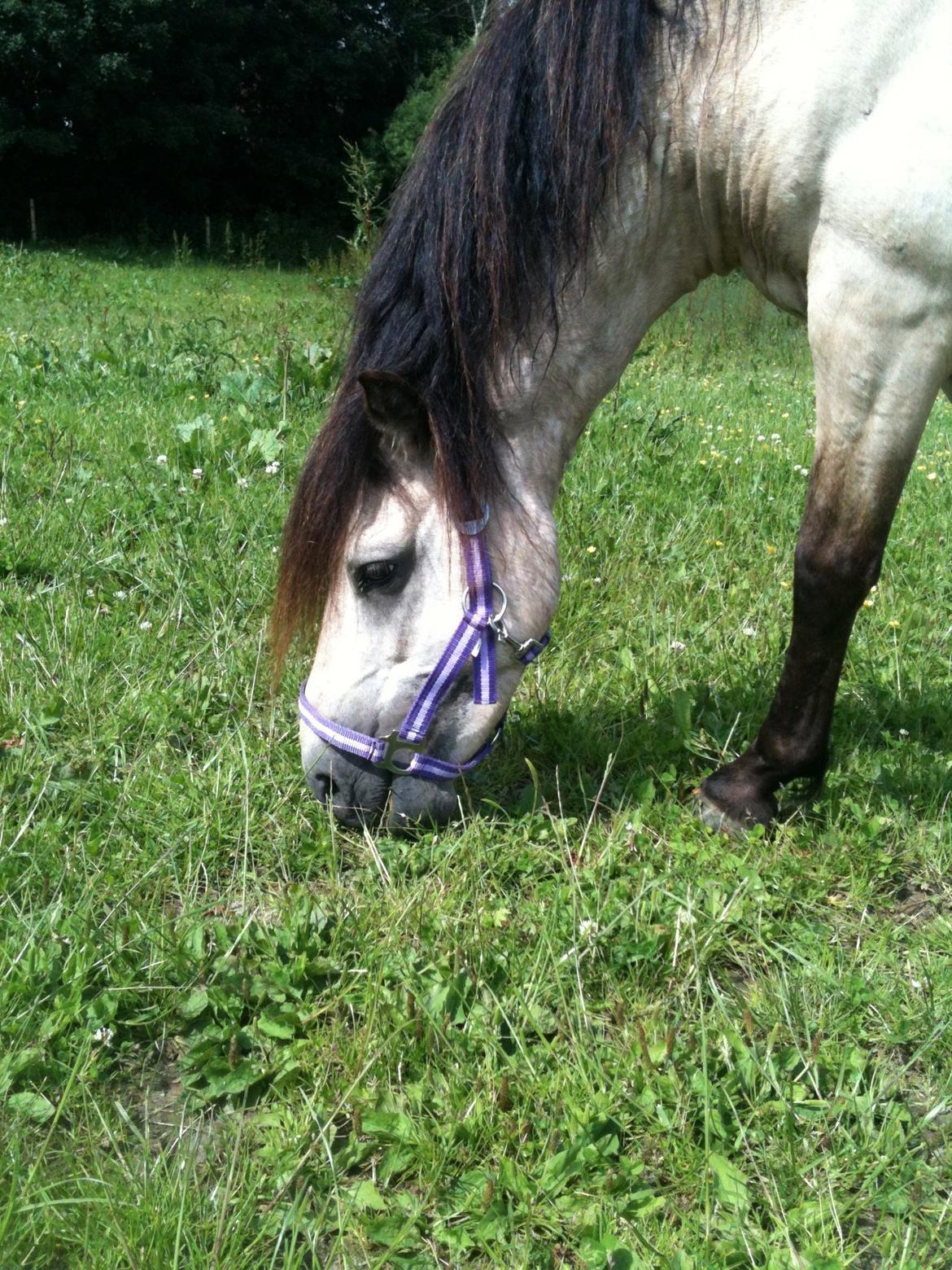 Gotlandsruss Så Tuff JSA 666 billede 8