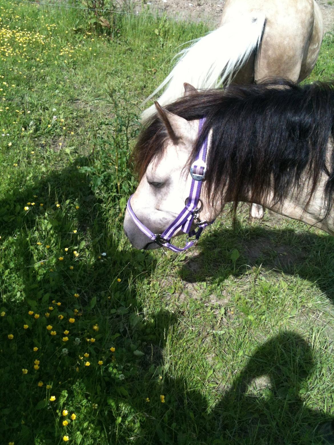 Gotlandsruss Så Tuff JSA 666 billede 9