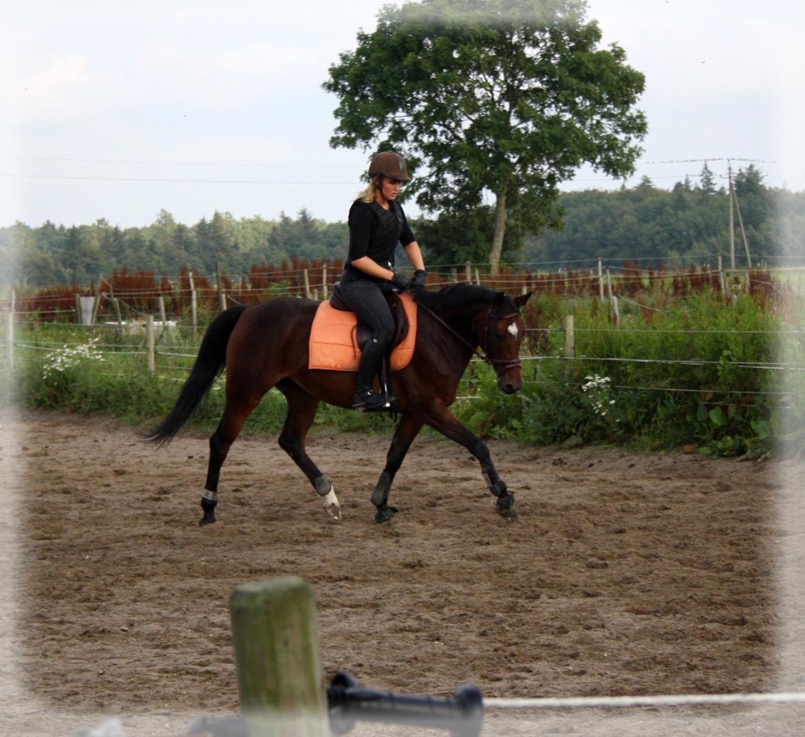 Tysk Sportspony Dana 278 billede 7