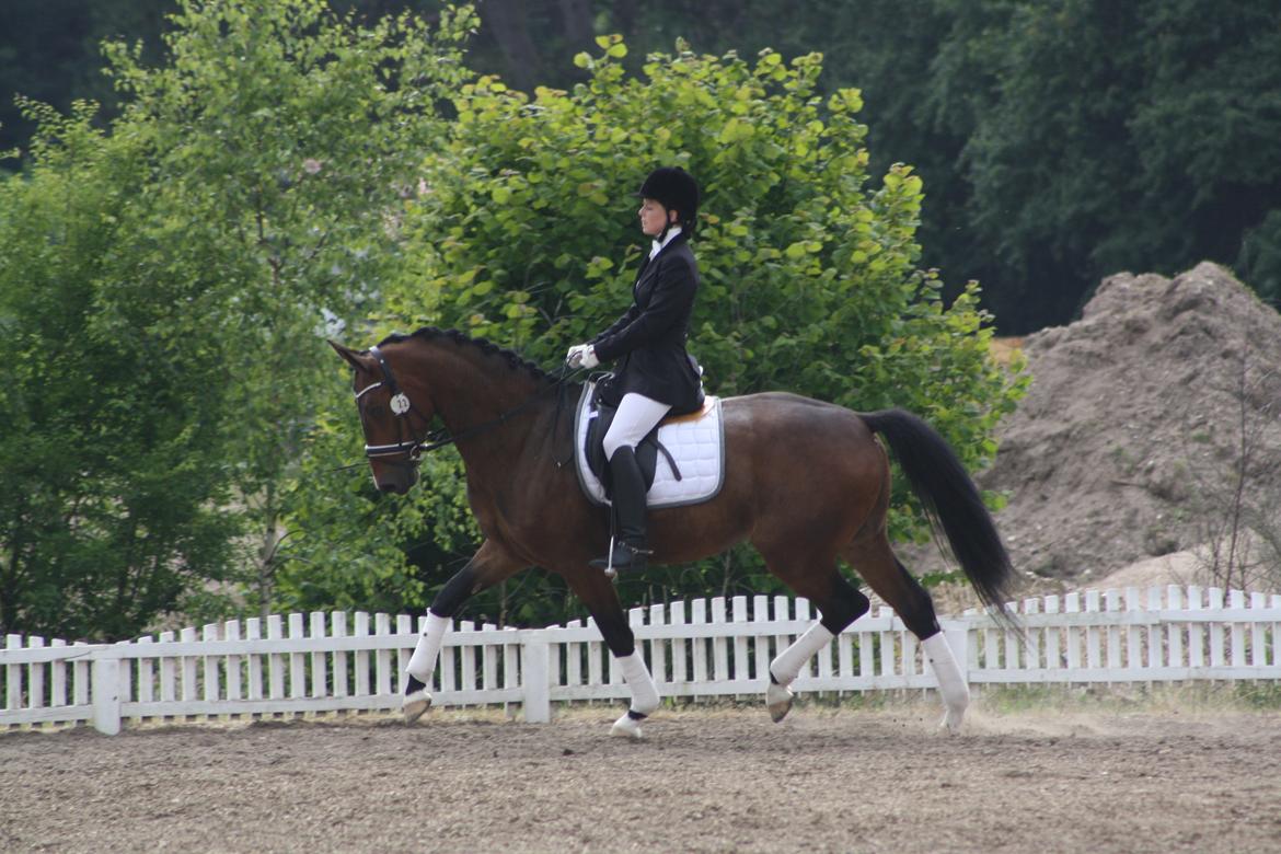 Dansk Varmblod Drisdals Jonaki - D4 Horseshow 2012 billede 4