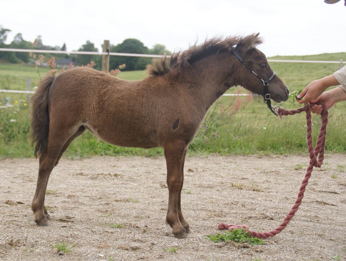 Dansk Miniature RKG Designs Delicious Diamond - D. 20 juli 2012 - 2½ mdr. gammel. Smuk pige!
 billede 11