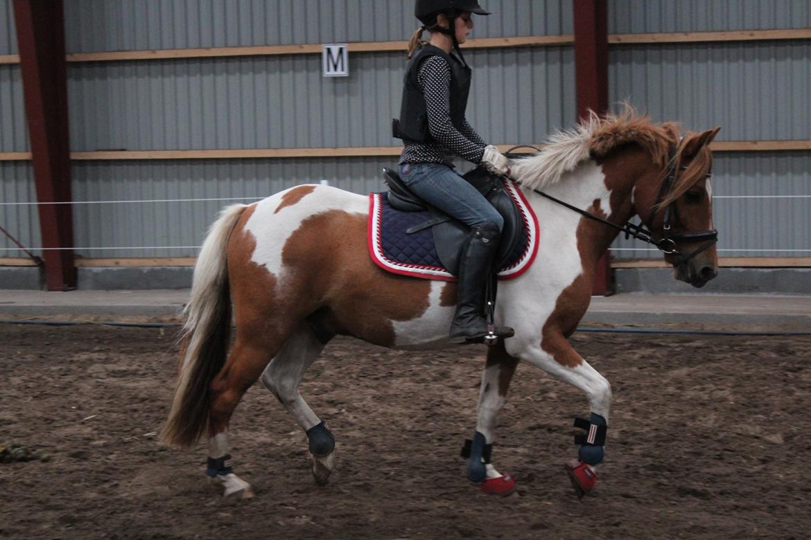 Anden særlig race Stenlunds Sonny - Søde Sonny traver af efter en dejlig springtime.. <3 billede 17